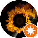Sunshine profile picture