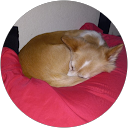 Layla Baddar profile picture