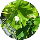 Emily Yeh profile picture